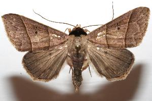  ( - 06-SRNP-105658)  @14 [ ] CreativeCommons - Attribution Non-Commercial Share-Alike (2007) Daniel H. Janzen Guanacaste Dry Forest Conservation Fund