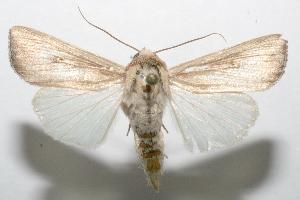  ( - 06-SRNP-106052)  @14 [ ] CreativeCommons - Attribution Non-Commercial Share-Alike (2007) Daniel H. Janzen Guanacaste Dry Forest Conservation Fund