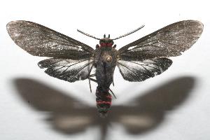  ( - 06-SRNP-106105)  @14 [ ] CreativeCommons - Attribution Non-Commercial Share-Alike (2007) Daniel H. Janzen Guanacaste Dry Forest Conservation Fund