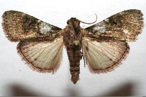  ( - 06-SRNP-107185)  @14 [ ] CreativeCommons - Attribution Non-Commercial Share-Alike (2007) Daniel H. Janzen Guanacaste Dry Forest Conservation Fund