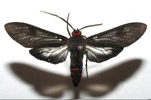  ( - 06-SRNP-107656)  @14 [ ] CreativeCommons - Attribution Non-Commercial Share-Alike (2007) Daniel H. Janzen Guanacaste Dry Forest Conservation Fund