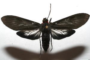  ( - 06-SRNP-107677)  @14 [ ] CreativeCommons - Attribution Non-Commercial Share-Alike (2007) Daniel H. Janzen Guanacaste Dry Forest Conservation Fund