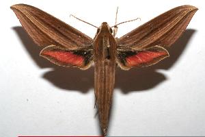  ( - 06-SRNP-108042)  @14 [ ] CreativeCommons - Attribution Non-Commercial Share-Alike (2007) Daniel H. Janzen Guanacaste Dry Forest Conservation Fund