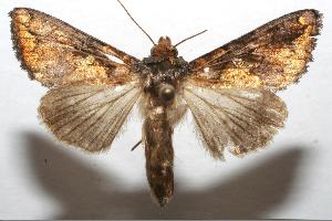  ( - 06-SRNP-108315)  @13 [ ] CreativeCommons - Attribution Non-Commercial Share-Alike (2007) Daniel H. Janzen Guanacaste Dry Forest Conservation Fund