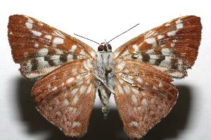  ( - 07-SRNP-100123)  @13 [ ] CreativeCommons - Attribution Non-Commercial Share-Alike (2007) Daniel H. Janzen Guanacaste Dry Forest Conservation Fund