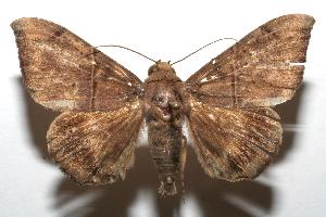  ( - 07-SRNP-100151)  @14 [ ] CreativeCommons - Attribution Non-Commercial Share-Alike (2007) Daniel H. Janzen Guanacaste Dry Forest Conservation Fund