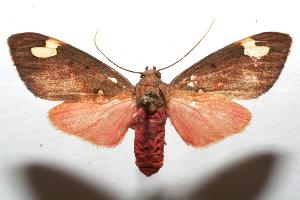  ( - 07-SRNP-100541)  @14 [ ] CreativeCommons - Attribution Non-Commercial Share-Alike (2007) Daniel H. Janzen Guanacaste Dry Forest Conservation Fund