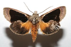  ( - 07-SRNP-100565)  @13 [ ] CreativeCommons - Attribution Non-Commercial Share-Alike (2007) Daniel H. Janzen Guanacaste Dry Forest Conservation Fund