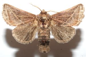  ( - 07-SRNP-102085)  @13 [ ] CreativeCommons - Attribution Non-Commercial Share-Alike (2007) Daniel H. Janzen Guanacaste Dry Forest Conservation Fund