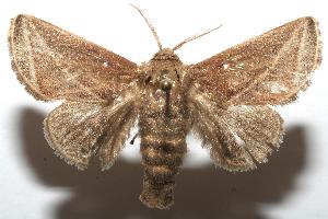  ( - 07-SRNP-102086)  @13 [ ] CreativeCommons - Attribution Non-Commercial Share-Alike (2007) Daniel H. Janzen Guanacaste Dry Forest Conservation Fund