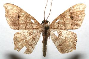  ( - 07-SRNP-102559)  @13 [ ] CreativeCommons - Attribution Non-Commercial Share-Alike (2007) Daniel H. Janzen Guanacaste Dry Forest Conservation Fund