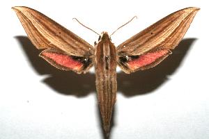  ( - 07-SRNP-102832)  @14 [ ] CreativeCommons - Attribution Non-Commercial Share-Alike (2007) Daniel H. Janzen Guanacaste Dry Forest Conservation Fund