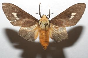  ( - 07-SRNP-103149)  @13 [ ] CreativeCommons - Attribution Non-Commercial Share-Alike (2007) Daniel H. Janzen Guanacaste Dry Forest Conservation Fund