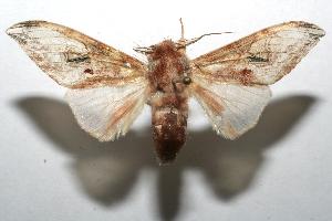  ( - 07-SRNP-103182)  @13 [ ] CreativeCommons - Attribution Non-Commercial Share-Alike (2007) Daniel H. Janzen Guanacaste Dry Forest Conservation Fund