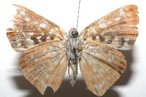  ( - 07-SRNP-103799)  @13 [ ] CreativeCommons - Attribution Non-Commercial Share-Alike (2007) Daniel H. Janzen Guanacaste Dry Forest Conservation Fund