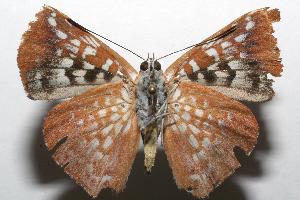  ( - 07-SRNP-103851)  @13 [ ] CreativeCommons - Attribution Non-Commercial Share-Alike (2007) Daniel H. Janzen Guanacaste Dry Forest Conservation Fund