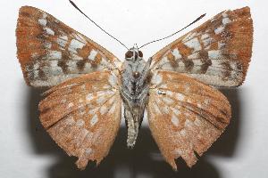  ( - 07-SRNP-103864)  @13 [ ] CreativeCommons - Attribution Non-Commercial Share-Alike (2007) Daniel H. Janzen Guanacaste Dry Forest Conservation Fund