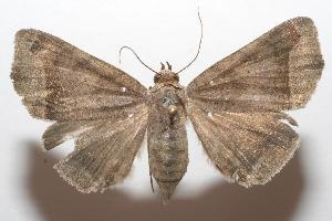  ( - 07-SRNP-104350)  @13 [ ] CreativeCommons - Attribution Non-Commercial Share-Alike (2007) Daniel H. Janzen Guanacaste Dry Forest Conservation Fund