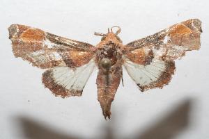  ( - 07-SRNP-104387)  @13 [ ] CreativeCommons - Attribution Non-Commercial Share-Alike (2007) Daniel H. Janzen Guanacaste Dry Forest Conservation Fund