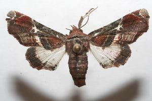  ( - 07-SRNP-104393)  @13 [ ] CreativeCommons - Attribution Non-Commercial Share-Alike (2007) Daniel H. Janzen Guanacaste Dry Forest Conservation Fund