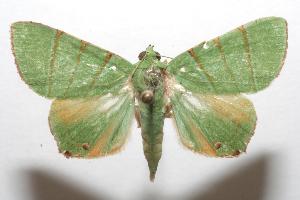  ( - 07-SRNP-104407)  @14 [ ] CreativeCommons - Attribution Non-Commercial Share-Alike (2007) Daniel H. Janzen Guanacaste Dry Forest Conservation Fund