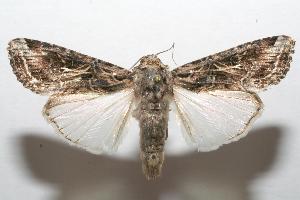  ( - 07-SRNP-104422)  @14 [ ] CreativeCommons - Attribution Non-Commercial Share-Alike (2007) Daniel H. Janzen Guanacaste Dry Forest Conservation Fund