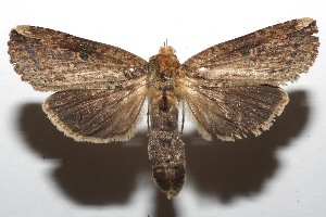  ( - 08-SRNP-101733)  @13 [ ] CreativeCommons - Attribution Non-Commercial Share-Alike (2008) Daniel H. Janzen Guanacaste Dry Forest Conservation Fund