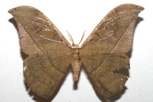  ( - 08-SRNP-101873)  @14 [ ] CreativeCommons - Attribution Non-Commercial Share-Alike (2008) Daniel H. Janzen Guanacaste Dry Forest Conservation Fund