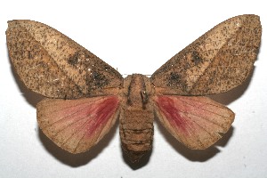  ( - 08-SRNP-101977)  @14 [ ] CreativeCommons - Attribution Non-Commercial Share-Alike (2008) Daniel H. Janzen Guanacaste Dry Forest Conservation Fund