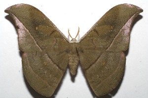  ( - 08-SRNP-102216)  @14 [ ] CreativeCommons - Attribution Non-Commercial Share-Alike (2008) Daniel H. Janzen Guanacaste Dry Forest Conservation Fund