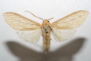  ( - 08-SRNP-102380)  @14 [ ] CreativeCommons - Attribution Non-Commercial Share-Alike (2008) Daniel H. Janzen Guanacaste Dry Forest Conservation Fund