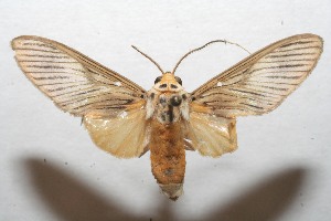  ( - 08-SRNP-102833)  @13 [ ] CreativeCommons - Attribution Non-Commercial Share-Alike (2008) Daniel H. Janzen Guanacaste Dry Forest Conservation Fund