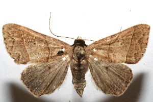  ( - 08-SRNP-103235)  @14 [ ] CreativeCommons - Attribution Non-Commercial Share-Alike (2008) Daniel H. Janzen Guanacaste Dry Forest Conservation Fund