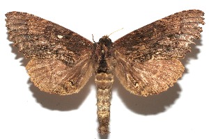  ( - 08-SRNP-103467)  @14 [ ] CreativeCommons - Attribution Non-Commercial Share-Alike (2008) Daniel H. Janzen Guanacaste Dry Forest Conservation Fund