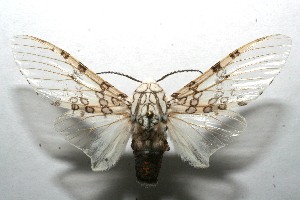  ( - 08-SRNP-103559)  @14 [ ] CreativeCommons - Attribution Non-Commercial Share-Alike (2008) Daniel H. Janzen Guanacaste Dry Forest Conservation Fund