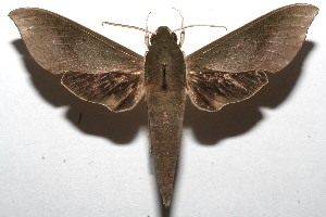  ( - 08-SRNP-103596)  @14 [ ] CreativeCommons - Attribution Non-Commercial Share-Alike (2008) Daniel H. Janzen Guanacaste Dry Forest Conservation Fund