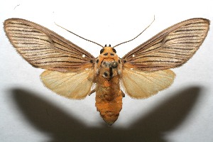  ( - 08-SRNP-103911)  @12 [ ] CreativeCommons - Attribution Non-Commercial Share-Alike (2008) Daniel H. Janzen Guanacaste Dry Forest Conservation Fund