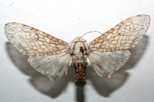  ( - 08-SRNP-103934)  @14 [ ] CreativeCommons - Attribution Non-Commercial Share-Alike (2008) Daniel H. Janzen Guanacaste Dry Forest Conservation Fund