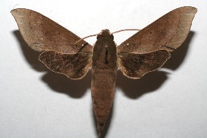  ( - 08-SRNP-104071)  @14 [ ] CreativeCommons - Attribution Non-Commercial Share-Alike (2008) Daniel H. Janzen Guanacaste Dry Forest Conservation Fund