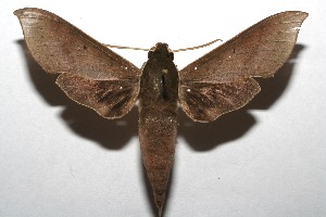  ( - 08-SRNP-104072)  @14 [ ] CreativeCommons - Attribution Non-Commercial Share-Alike (2008) Daniel H. Janzen Guanacaste Dry Forest Conservation Fund