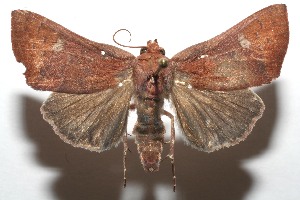  ( - 08-SRNP-104165)  @14 [ ] CreativeCommons - Attribution Non-Commercial Share-Alike (2008) Daniel H. Janzen Guanacaste Dry Forest Conservation Fund