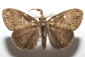  ( - 08-SRNP-104396)  @13 [ ] CreativeCommons - Attribution Non-Commercial Share-Alike (2008) Daniel H. Janzen Guanacaste Dry Forest Conservation Fund