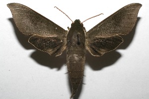  ( - 08-SRNP-104578)  @14 [ ] CreativeCommons - Attribution Non-Commercial Share-Alike (2008) Daniel H. Janzen Guanacaste Dry Forest Conservation Fund