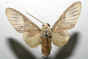  ( - 08-SRNP-104933)  @13 [ ] CreativeCommons - Attribution Non-Commercial Share-Alike (2008) Daniel H. Janzen Guanacaste Dry Forest Conservation Fund