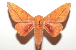  ( - 08-SRNP-105082)  @14 [ ] CreativeCommons - Attribution Non-Commercial Share-Alike (2013) Daniel H. Janzen Guanacaste Dry Forest Conservation Fund