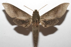  ( - 08-SRNP-105104)  @14 [ ] CreativeCommons - Attribution Non-Commercial Share-Alike (2013) Daniel H. Janzen Guanacaste Dry Forest Conservation Fund