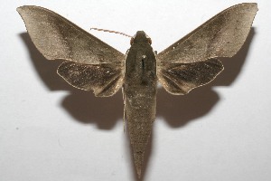  ( - 08-SRNP-105105)  @14 [ ] CreativeCommons - Attribution Non-Commercial Share-Alike (2013) Daniel H. Janzen Guanacaste Dry Forest Conservation Fund