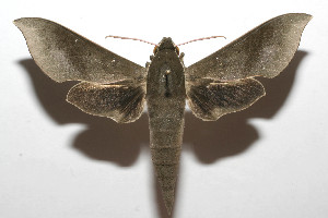  ( - 08-SRNP-105435)  @14 [ ] CreativeCommons - Attribution Non-Commercial Share-Alike (2013) Daniel H. Janzen Guanacaste Dry Forest Conservation Fund