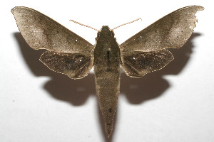  ( - 08-SRNP-105436)  @14 [ ] CreativeCommons - Attribution Non-Commercial Share-Alike (2013) Daniel H. Janzen Guanacaste Dry Forest Conservation Fund