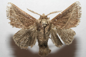  ( - 08-SRNP-105445)  @13 [ ] CreativeCommons - Attribution Non-Commercial Share-Alike (2013) Daniel H. Janzen Guanacaste Dry Forest Conservation Fund